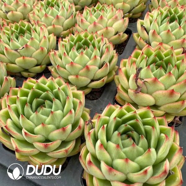 Echeveria Yo yo - Image 2