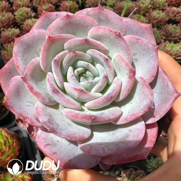 Echeveria Tiffany Blue - Image 2