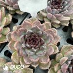Echeveria Black plum - Image 2
