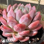 Echeveria Rouge Snow - Image 2