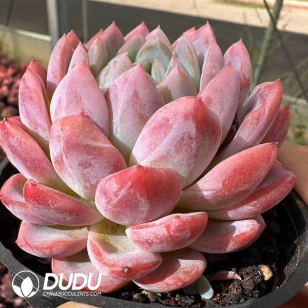 Echeveria Rouge Snow - Image 2
