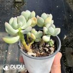Pachyphytum Three Sun And Moon Multiple Heads Clustering - Image 2