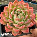 Echeveria Qixi Queen - Image 2