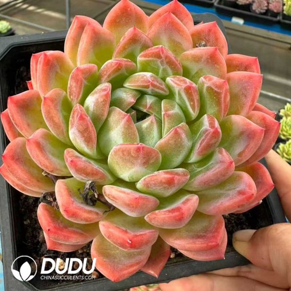 Echeveria Qixi Queen - Image 2
