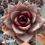 Echeveria Purple Light Palace - Image 2