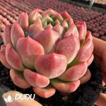 Echeveria Carat Lover - Image 2