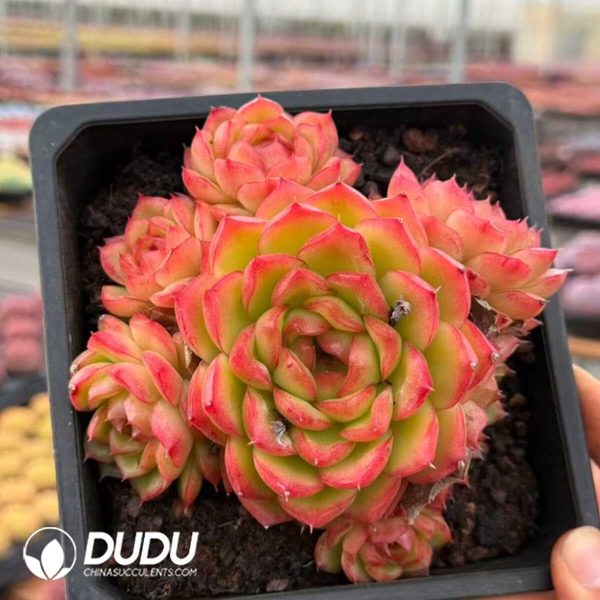 Echeveria Green Orange Clustering - Image 2