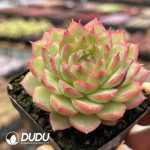 Echeveria Starry Night - Image 2