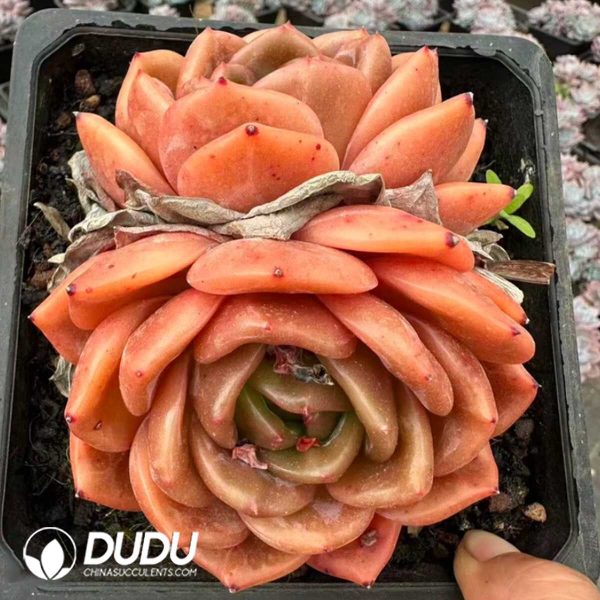 Echeveria Legendary Double Heads - Image 2