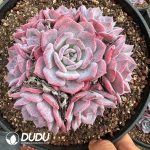 Echeveria Fairy Purple Clustering - Image 2