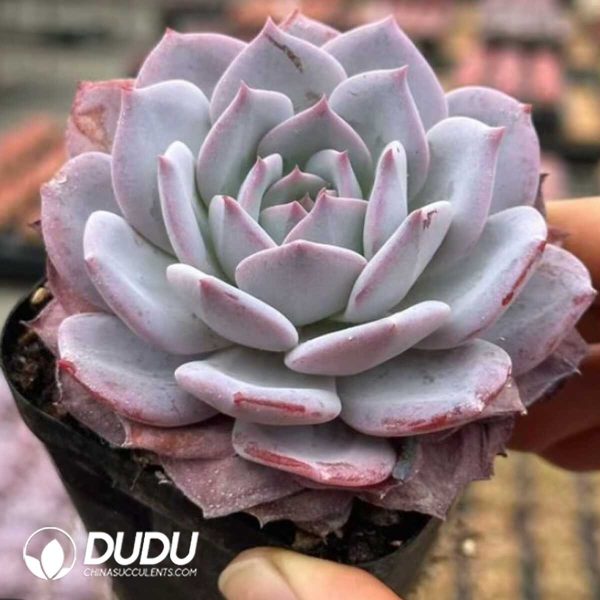 Echeveria Fairy Purple - Image 2