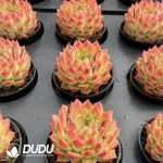 Echeveria Perfume Lily - Image 2