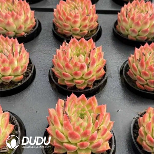 Echeveria Perfume Lily - Image 2