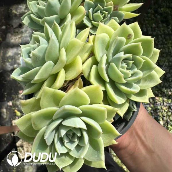 Echeveria Pansy Clustering - Image 2