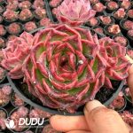 Echeveria Mocha Branches Edition - Image 2