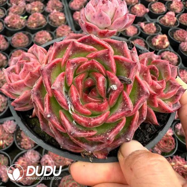 Echeveria Mocha Branches Edition - Image 2