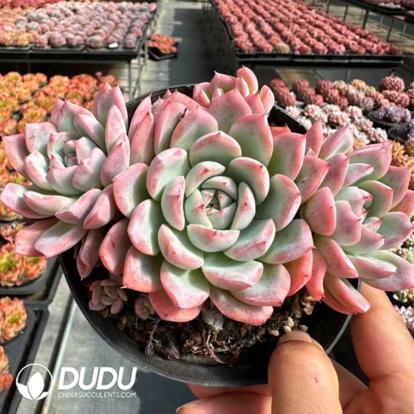 Echeveria White Snake Clustering - Image 2