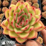 Echeveria Rice Fragrance - Image 2