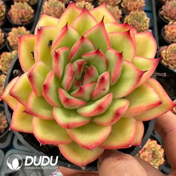 Echeveria Rice Fragrance - Image 2