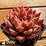 Echeveria Xifeng - Image 2