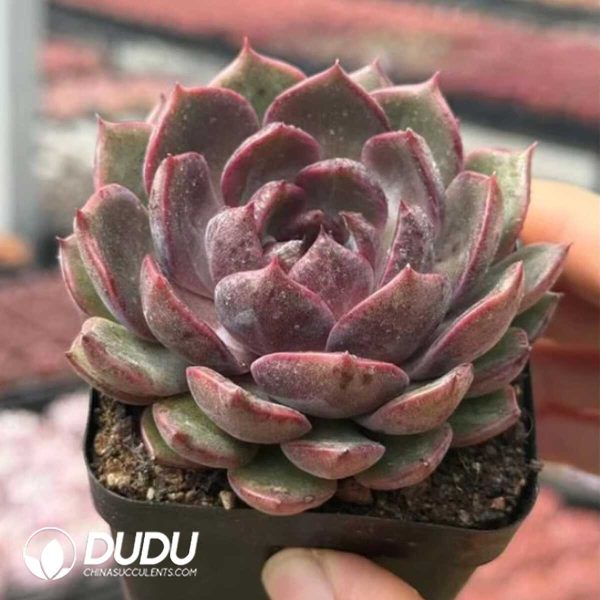 Echeveria Blueberry - Image 2