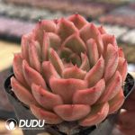 Echeveria Heartbeat - Image 2