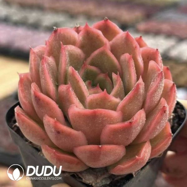 Echeveria Heartbeat - Image 2