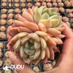 Echeveria Cleopatra Double Heads - Image 2