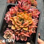 Echeveria Monet's Garden Cluster - Image 2