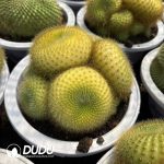 Notocactus graessneri Custering - Image 2