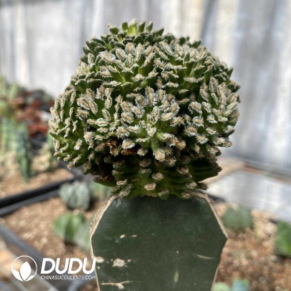 Cactus Mammillaria bertholdii (Grafted) - Image 2