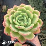Echeveria Salmon - Image 2