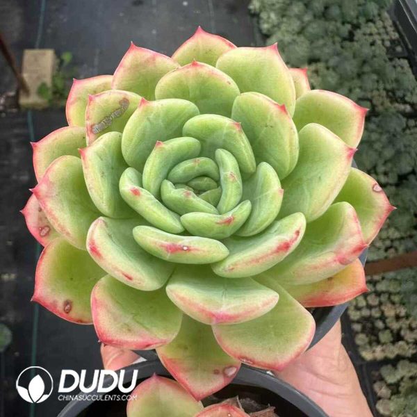 Echeveria Salmon - Image 2