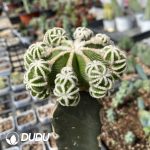 Cactus-Aztekium hintonii(Grafted) - Image 2