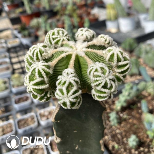 Cactus-Aztekium hintonii(Grafted) - Image 2