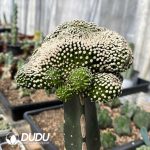Mammillaria luethyi (grafted) - Image 2