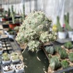 (Grafted)Ortegocactus macdougallii - Image 2