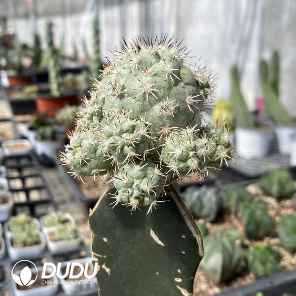 (Grafted)Ortegocactus macdougallii - Image 2