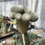 (Grafted)Pelecyphora Aselliformis - Image 2