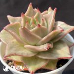 Echeveria Little Star Variegated - Image 2