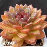 Echeveria Xuanfeng - Image 2