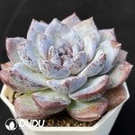 Echeveria Ocean Star - Image 2