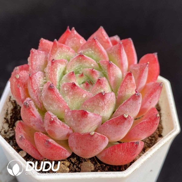 Echeveria Wind Love - Image 2