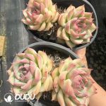 Echeveria Crystal Rose Double Heads - Image 2