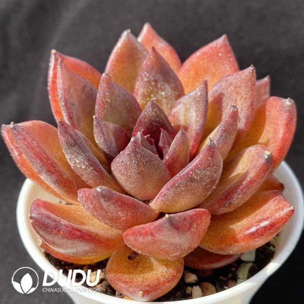e202-770.jpg Echeveria Xuanwu - Image 2