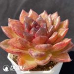 Echeveria Xuanfeng - Image 2