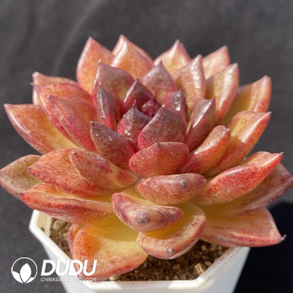 Echeveria Xuanfeng - Image 2