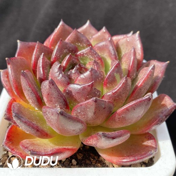 Echeveria Xuanyue - Image 2