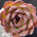 Echeveria Xuanyue - Image 2