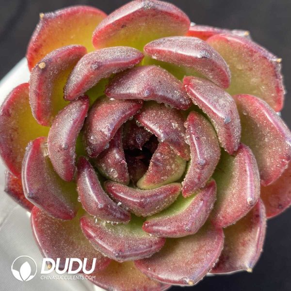 Echeveria Xuanyue - Image 2